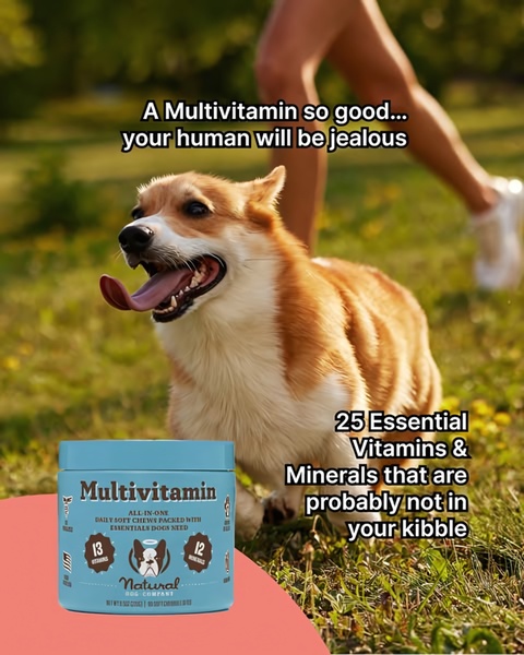 A 4:5 vertical ad creative featuring a dog in a park setting, using a relatable human-centric headline to introduce a daily vitamin product.